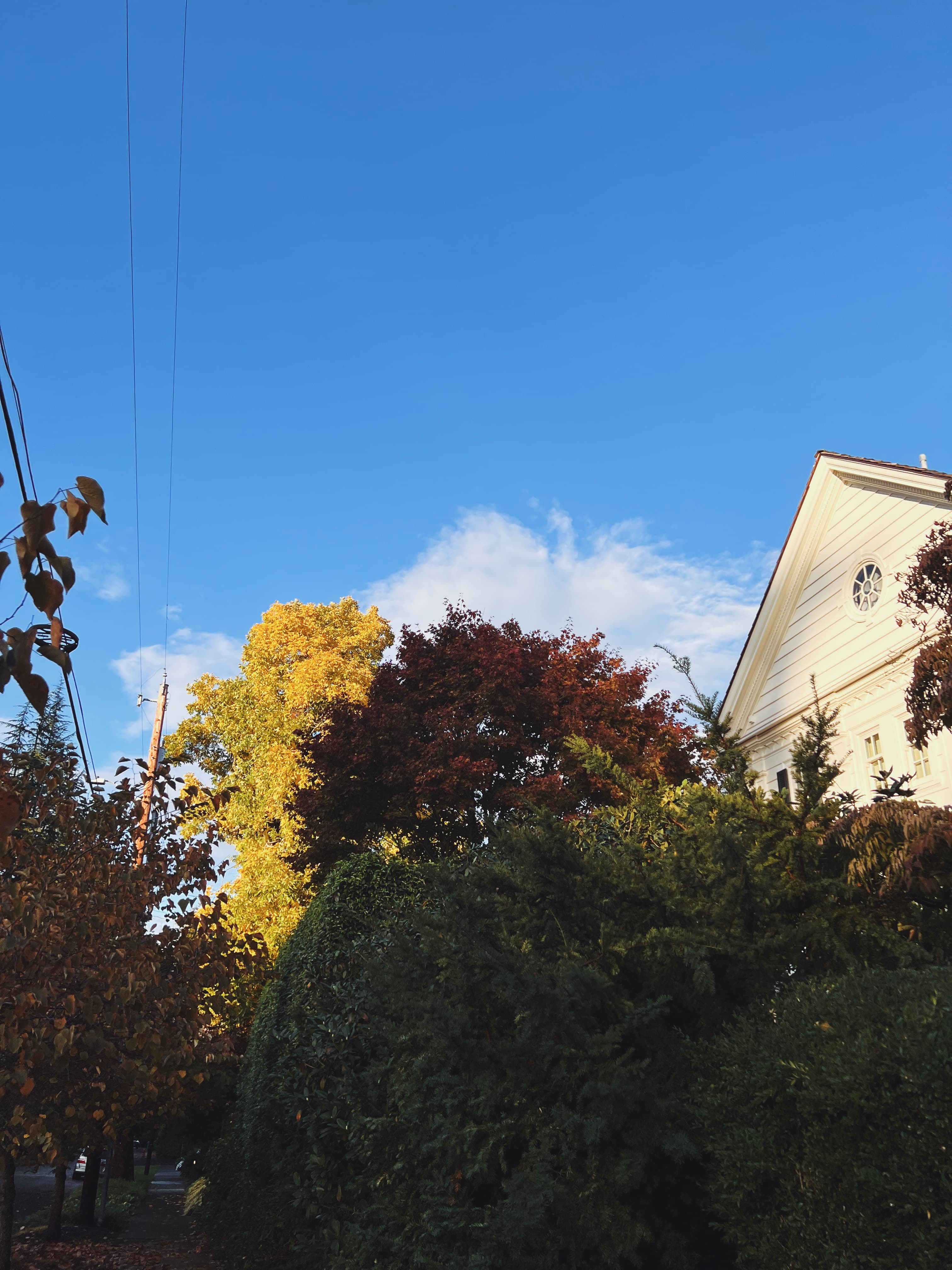 Trees and house background